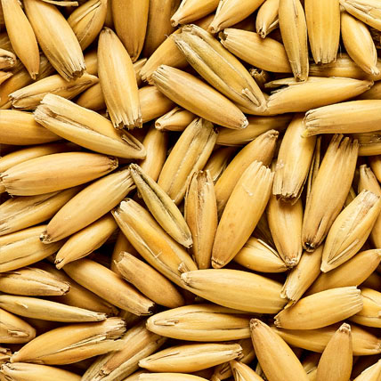 SIMPSONS MALT Malted Oats