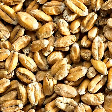 SIMPSONS MALT Wheat Malt